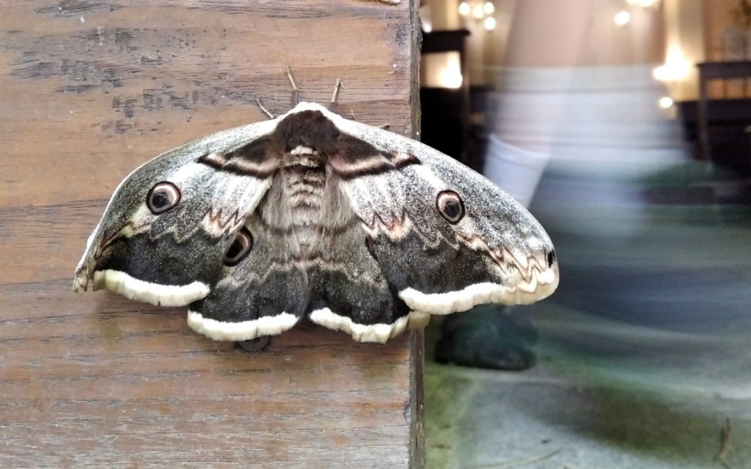 POESANDO – Piccolo Festival della Letteratura in Cammino