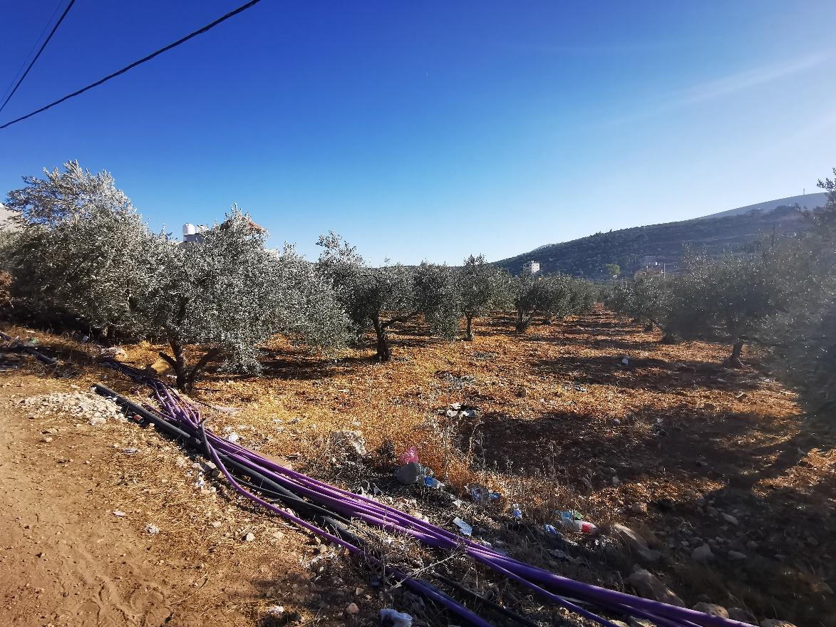 Terreno agricolo di Beit Dajan e l'uso di tubature viola per l’irrigazione di ulivi con acque reflue trattate